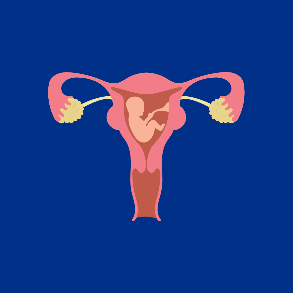 Image of Baby Growing Inside a Womb